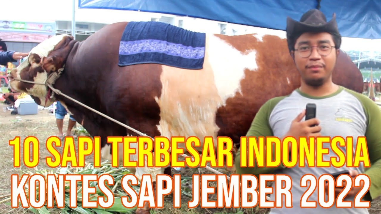 
                                 Juara-Kontes-Sapi-Jember-2022